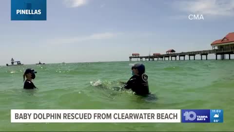 after being rescued Wednesday from Clearwater Beach_Cut