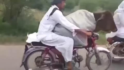 Funny Pakistani Video | Cow on Bike | Cow on Motorcycle