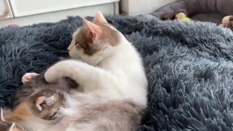 Mom Cat Plays with Her Son Tiny Kitten