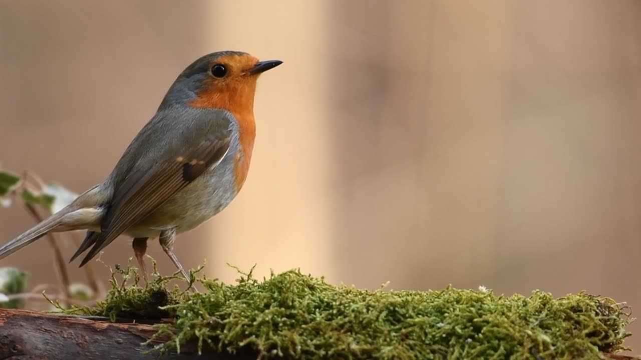 Robin Bird Forest free stock video