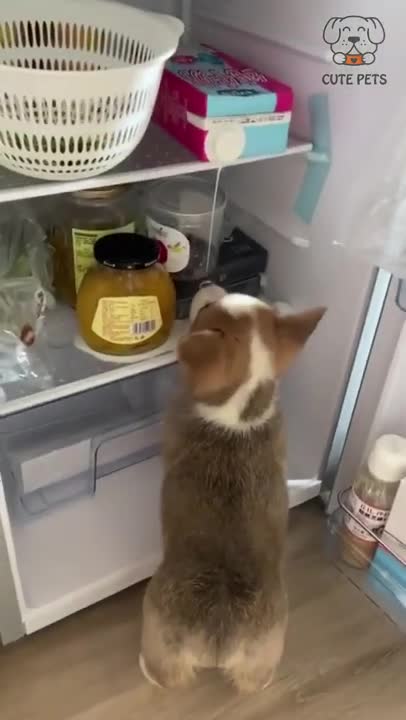 dog in refrigerator and eats food funny video dog