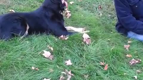 Roxie in the leaves with Chris