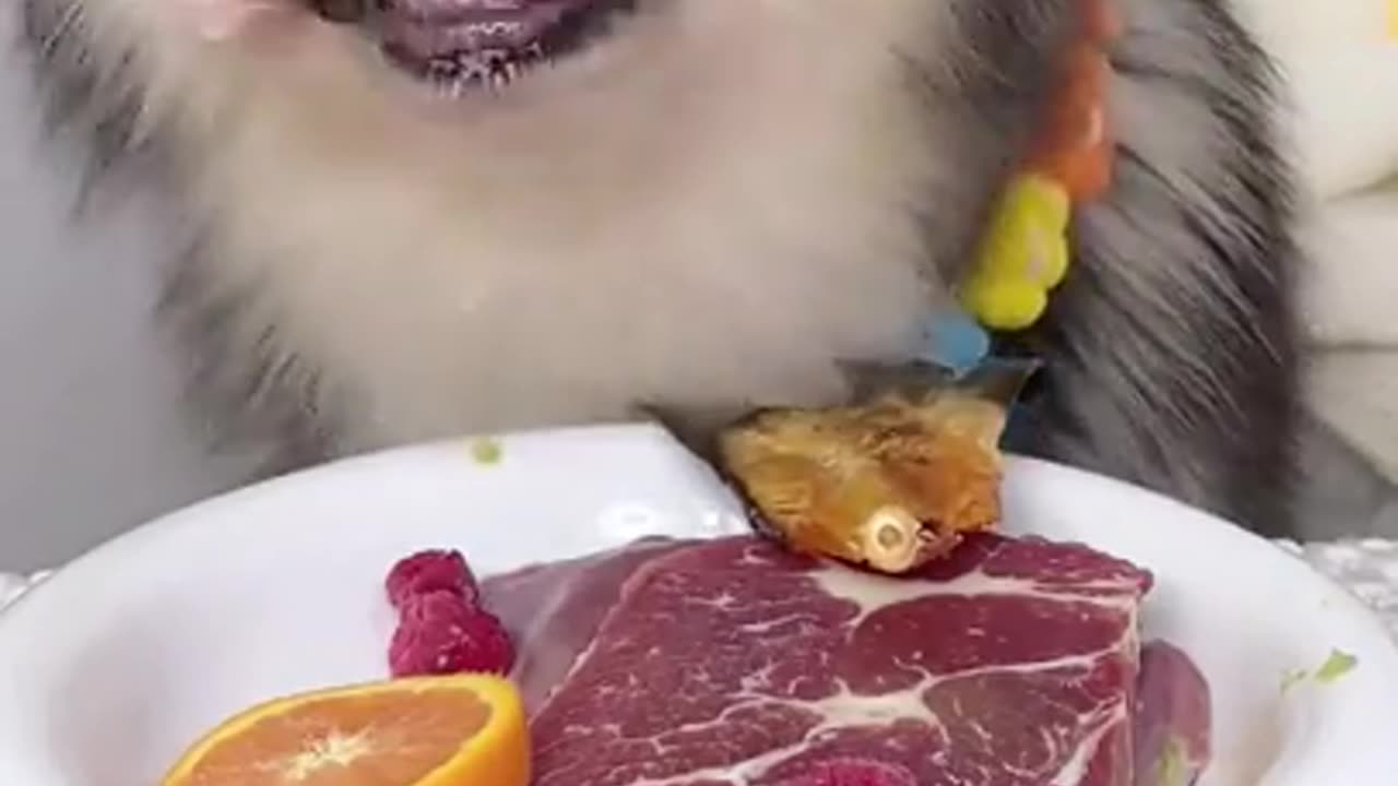 Epic Dog ASMR Feast