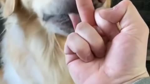 Funny Dogs Reaction