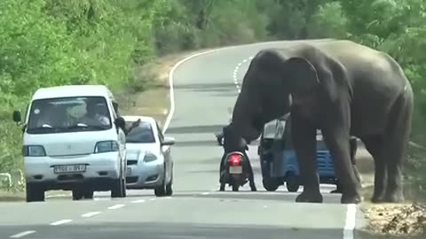 Hungry Elephant stops cars and buses for food