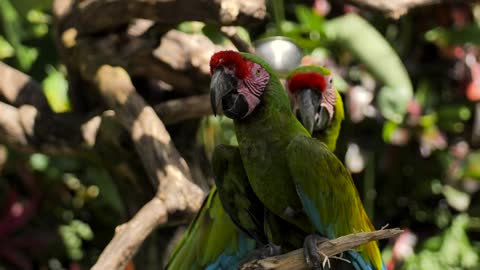 Parrots on a branch in a nature reserve