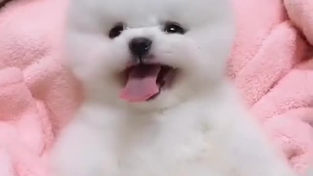 Best cute Dog funny videos compilation