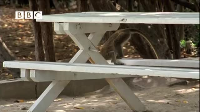 monkeys having fun at the beach