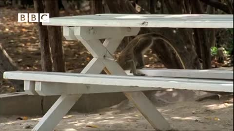 monkeys having fun at the beach