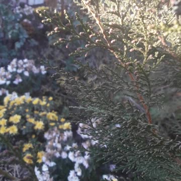 Chrysanthemums through Cypress