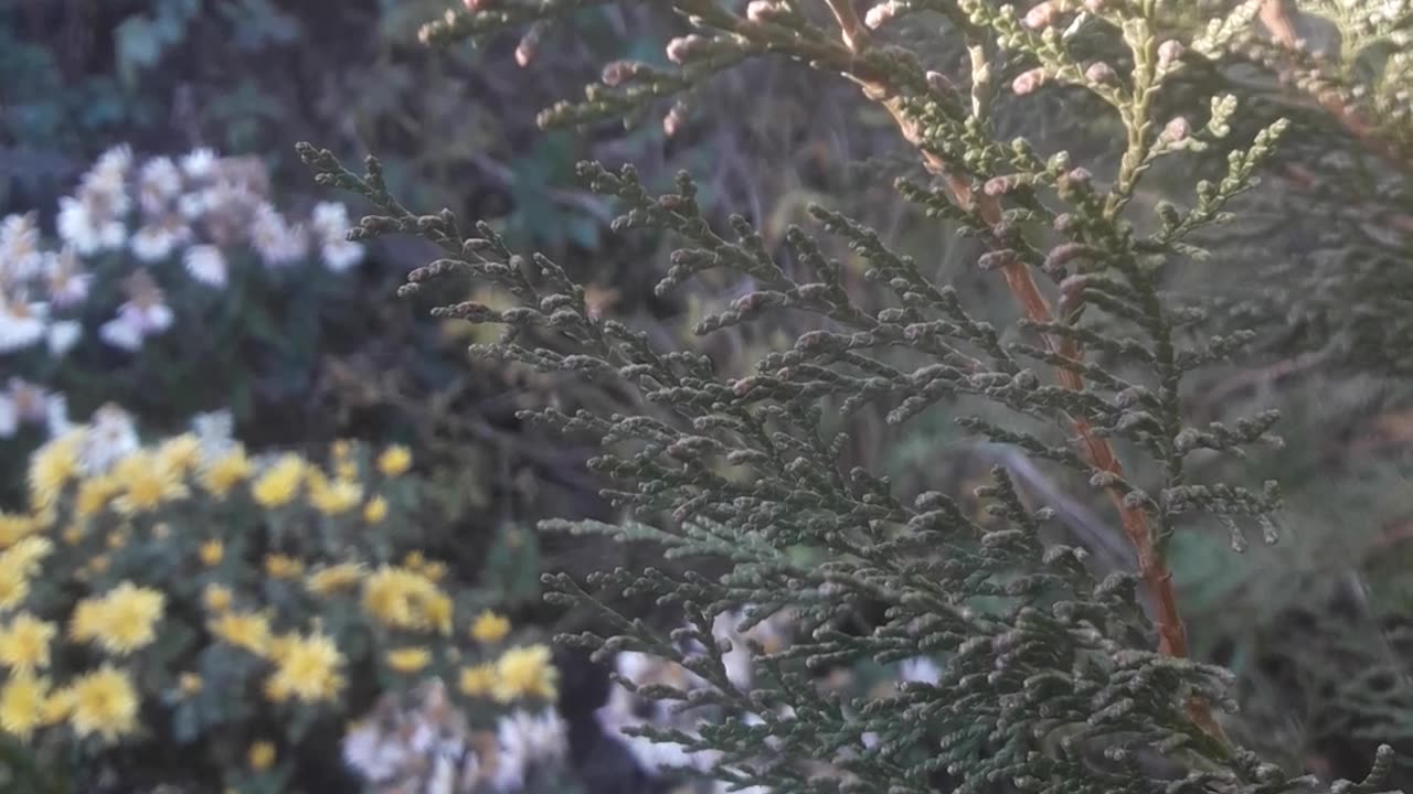 Chrysanthemums through Cypress