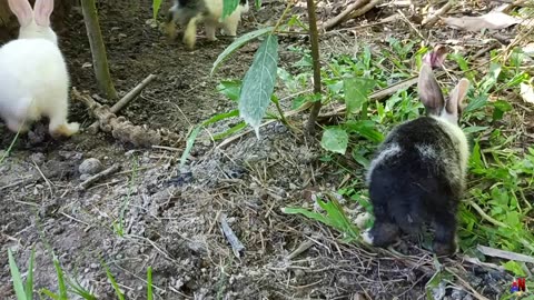 Adorable Rabbit Eating and Playtime Bliss