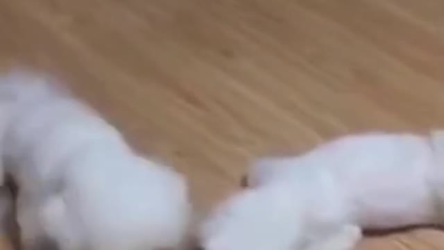 Os animais mais fofos do mundo #shorts #cat #dog #cutecat #animals #funny