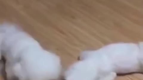 Os animais mais fofos do mundo #shorts #cat #dog #cutecat #animals #funny