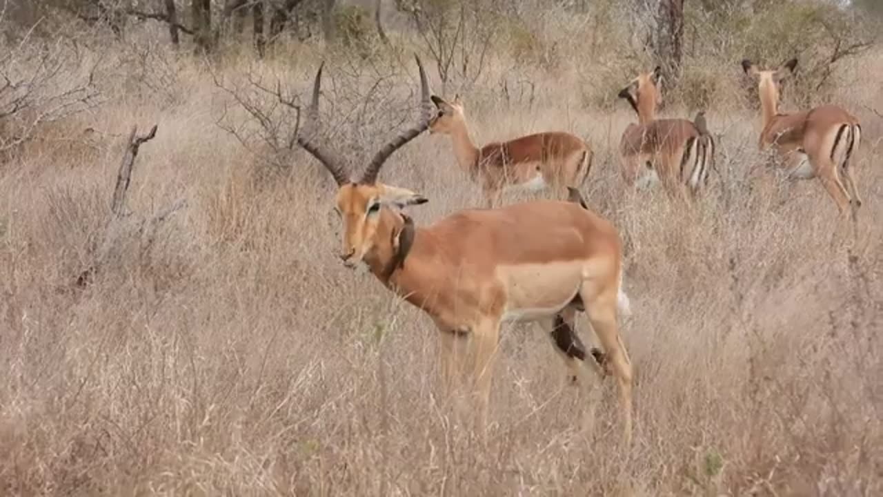 ay 13 - Grooming services provided by Oxpeckers on tick-infested animals