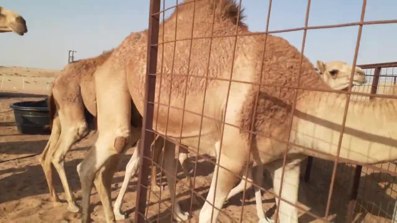 camels of uae beautiful