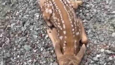 Friendly Fawn Comes By For Head Scratches || ViralHog