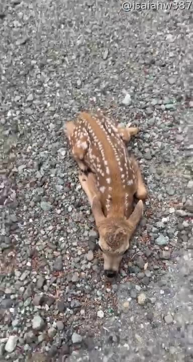 Friendly Fawn Comes By For Head Scratches || ViralHog
