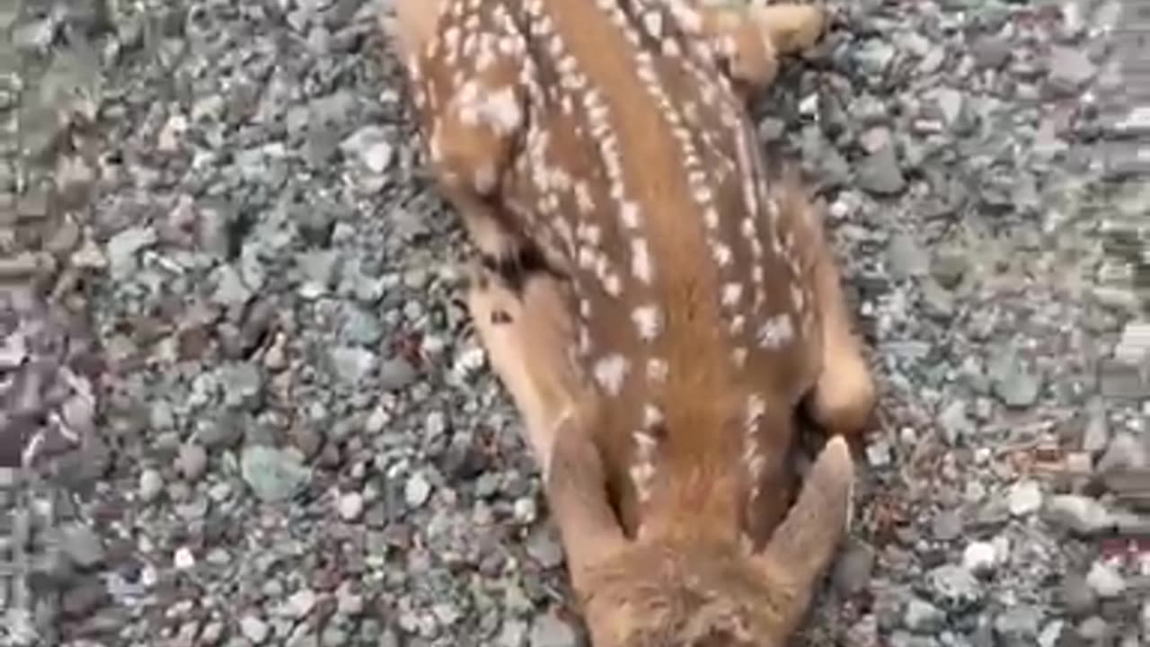 Friendly Fawn Comes By For Head Scratches || ViralHog