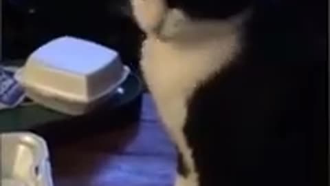 Funny Animal Video