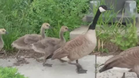 Make Way for Goslings