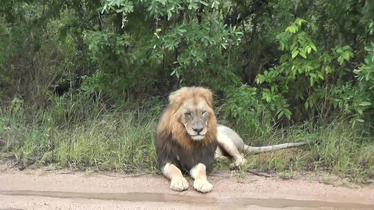 Big male Lions waking in the rain.#