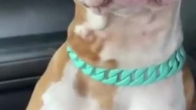 Funny Animals
