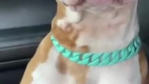 Funny Animals