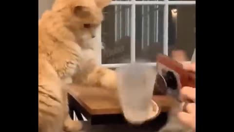 Funny cats