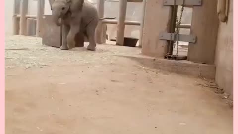 You have never seen an elephant playing