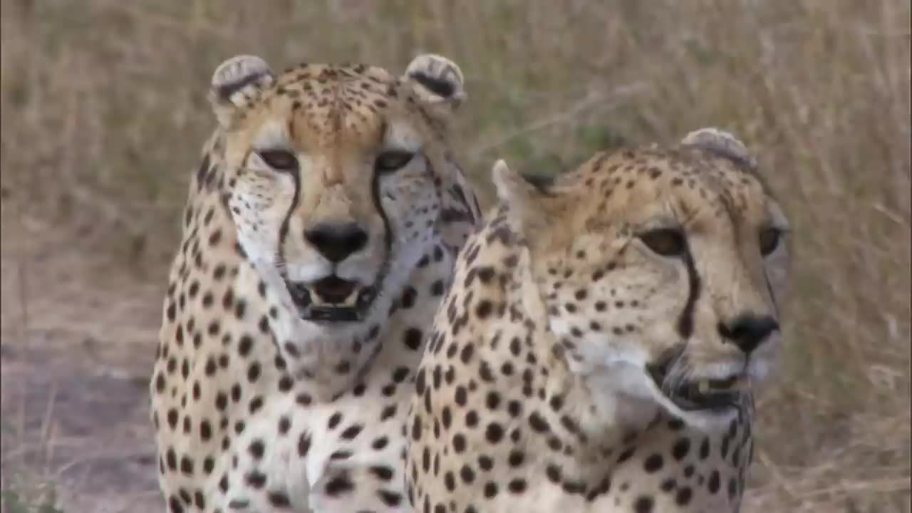 Three cheetahs vs ostrich