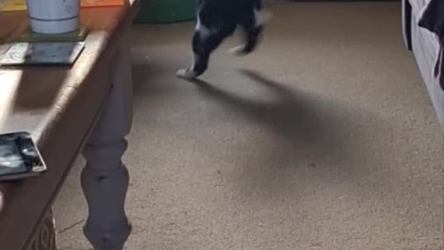 Cat Adds Her Own Decoration to the Christmas Tree