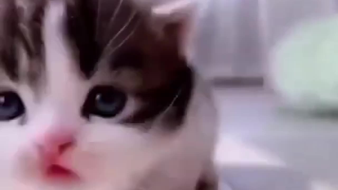 Cute cat walking