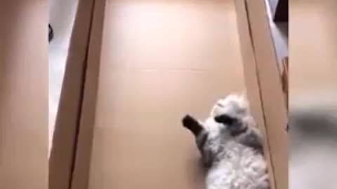 Funny Animals