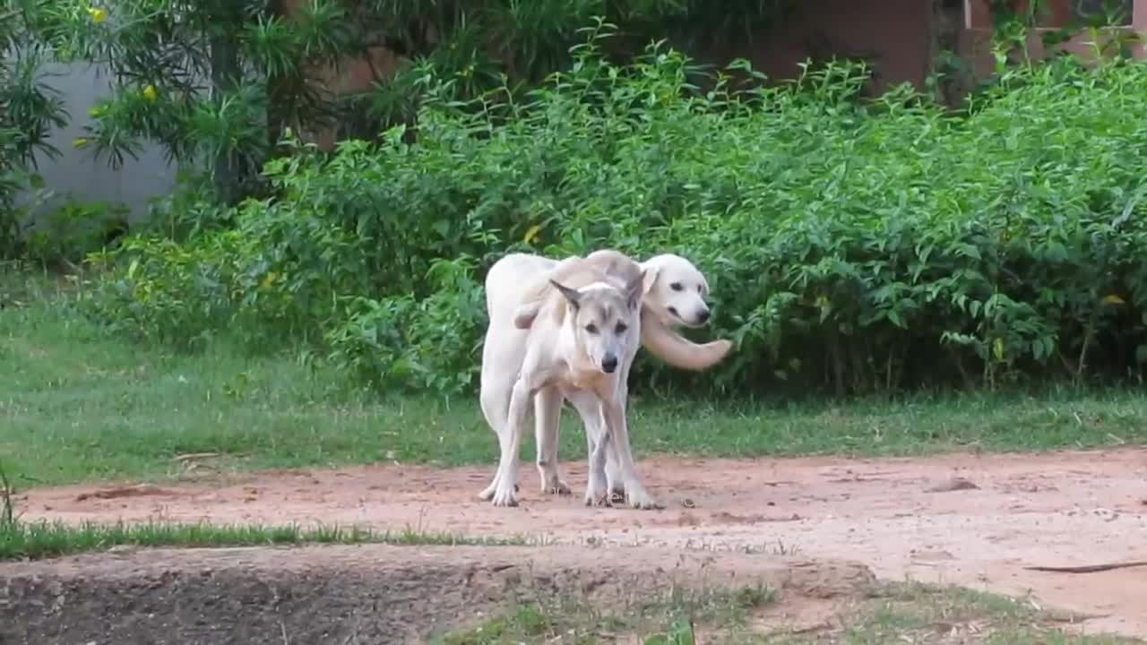 How Can They Take its Easy ?? Summer Dogs Get Stuck and Block One Lag With Darling || Lovely Pets