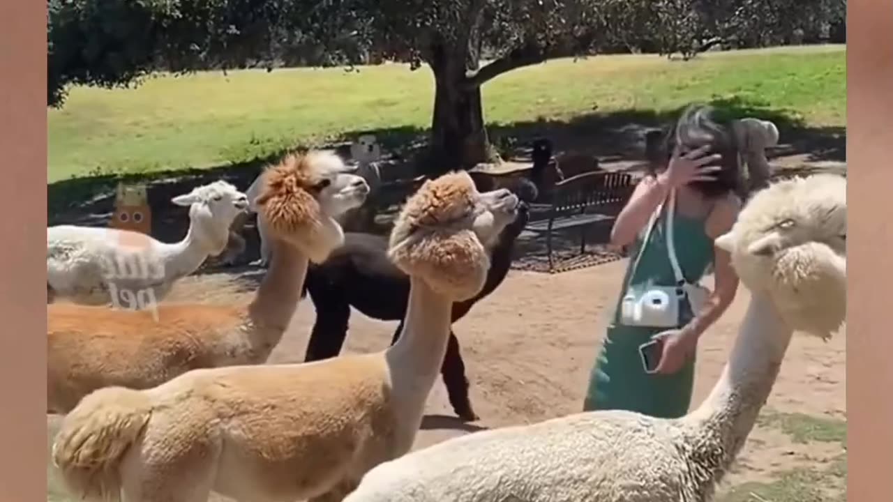 Funny videos