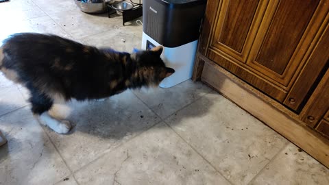 Cat vs automatic food dispenser