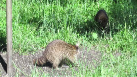 JUNE 28 2015 BLACKLICK WOODS METRO PARK