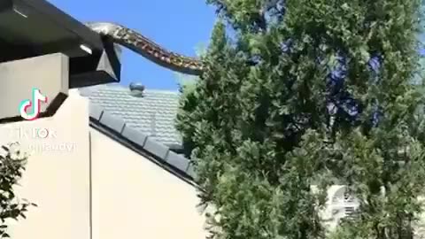 What’s the first thing you’re doing if you see this in your backyard?