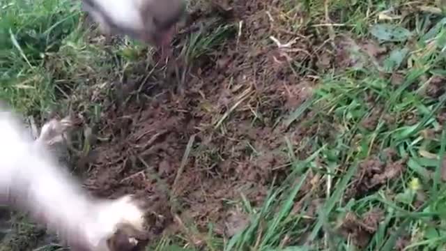 Akita sucht Mäuse