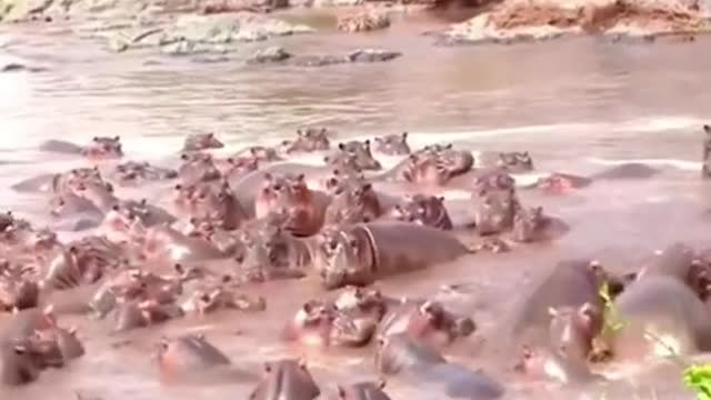 The crocodile strayed into hippo territory, this is a tragedy