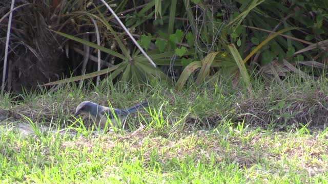 Florida Scrub Jay feeding and watching