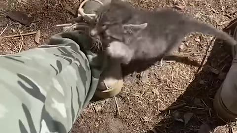 Humanity us animal