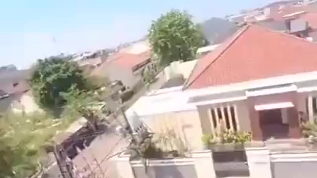 Peacock Take Phone Hahahah