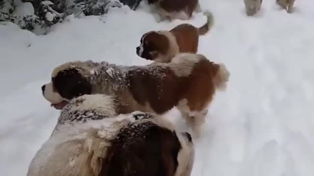 Matilha de cachorros na neve - Pets