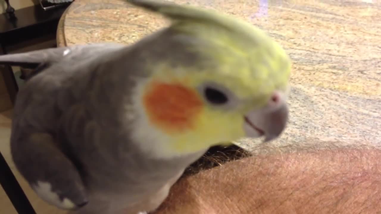 Cockatiel Sings Addams Family and Darth Vader theme song, and says What you doin