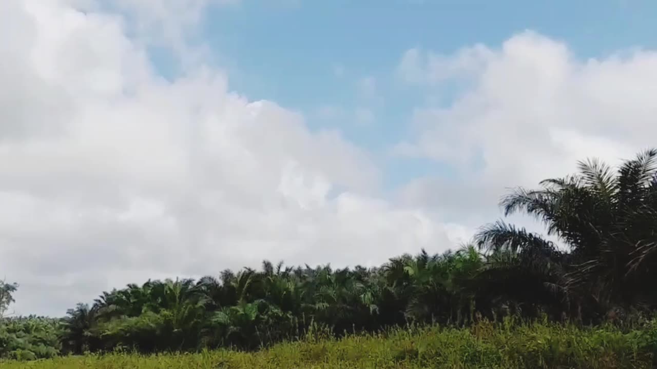 view of oil palm plantation