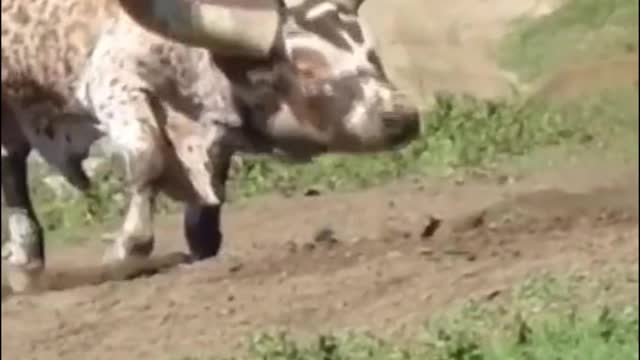 Look, these two cows are fighting, and their horns are their weapons