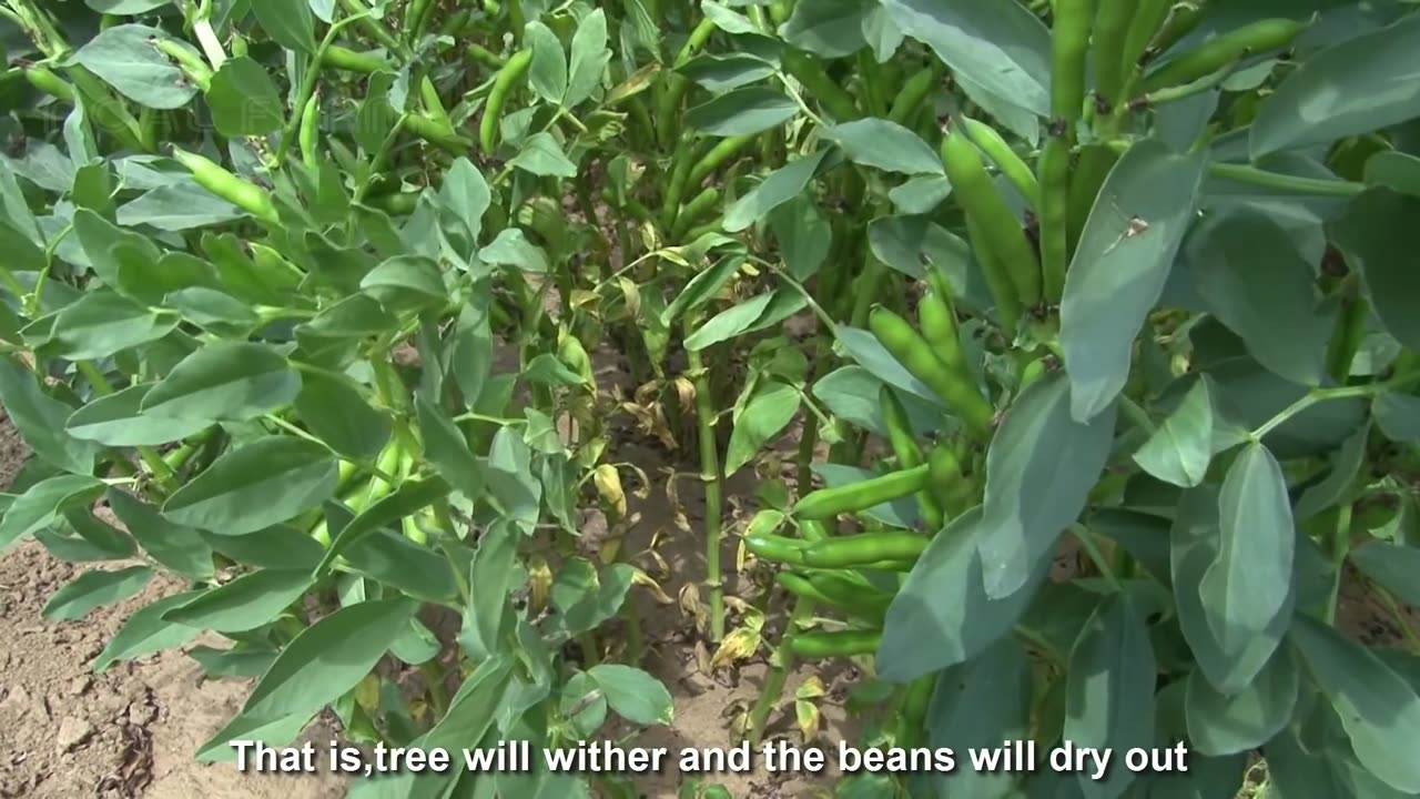 Broad Beans Cultivation Technology - Broad Beans Farm and Harvest - Beans Processing Factory