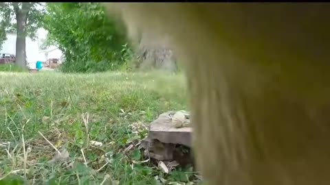 FUNNY WILD ANIMALS COUGHT O`N CAMERA